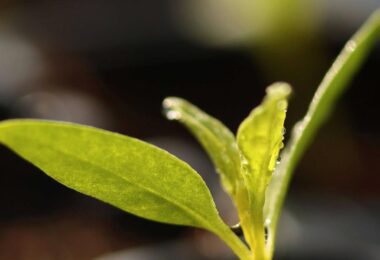 growing azalea