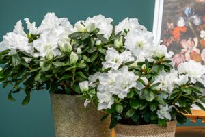 Flandresse website (175) azalea flandresse