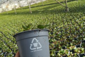Flandresse website (209) sustainable growing pot